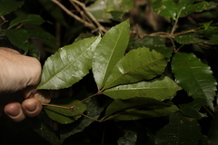 Pseudoweinmannia lachnocarpa