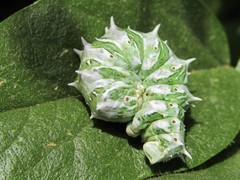 Apochima flabellaria