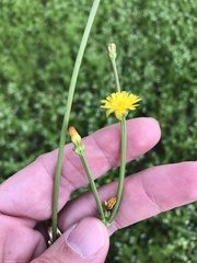 Crepis zacintha