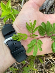 Desmanthus virgatus