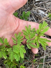 Desmanthus virgatus