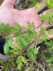 Desmanthus virgatus
