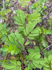 Desmanthus virgatus