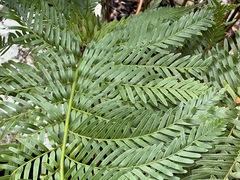 Blechnum capense