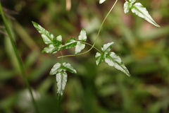Jasminum singuliflorum
