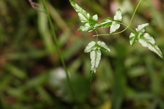 Jasminum singuliflorum