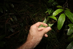 Jasminum singuliflorum