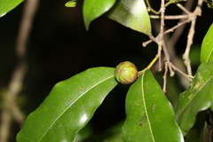 Cryptocarya macdonaldii