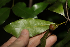 Cryptocarya macdonaldii