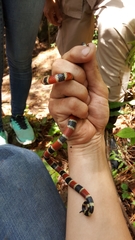 Micrurus nigrocinctus