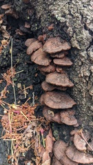 Inonotus mikadoi