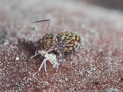Ptenothrix marmorata