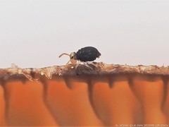 Sminthurinus minutus