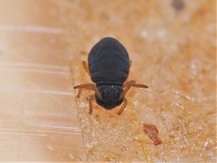 Sminthurinus atrapallidus
