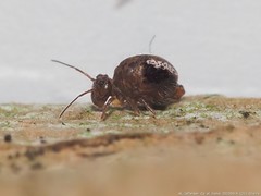 Sminthurus bivittatus