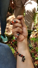 Micrurus nigrocinctus