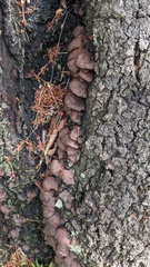 Inonotus mikadoi