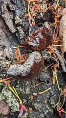 Inonotus mikadoi