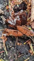 Inonotus mikadoi