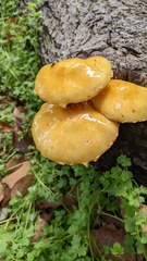 Pholiota