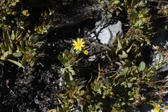 Osteospermum burttianum