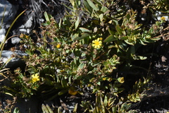 Osteospermum burttianum