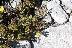 Osteospermum burttianum