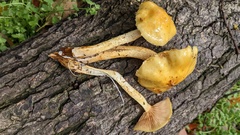Pholiota