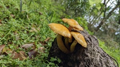 Pholiota
