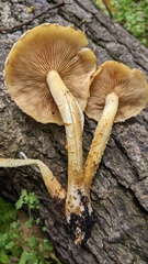 Pholiota