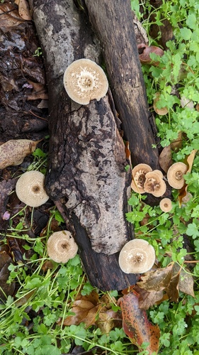 Lentinus arcularius