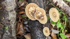 Lentinus arcularius