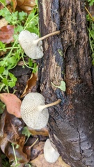 Lentinus arcularius