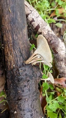 Lentinus arcularius