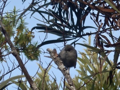 Zosterops borbonicus