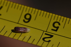 Osteospermum burttianum