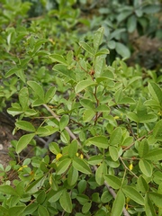 Searsia rigida