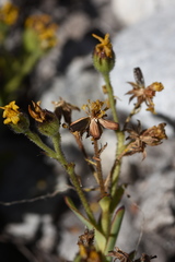 Osteospermum burttianum