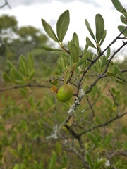 Vangueria triflora