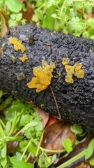 Tremella mesenterica