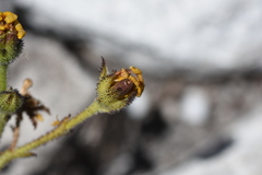 Osteospermum burttianum