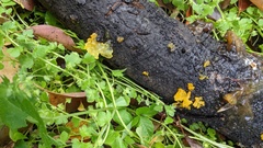 Tremella mesenterica