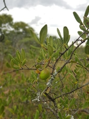 Vangueria triflora