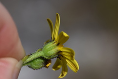 Osteospermum burttianum
