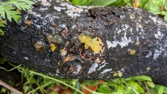 Tremella mesenterica