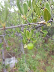 Vangueria triflora