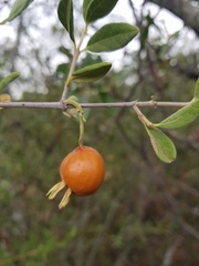 Vangueria triflora