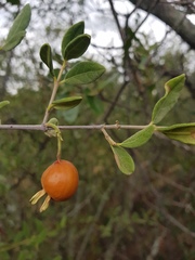 Vangueria triflora