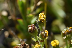Osteospermum burttianum