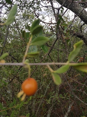Vangueria triflora